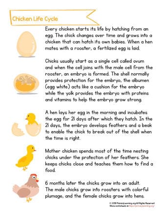 All About Life Cycle of a Chicken for Kids  