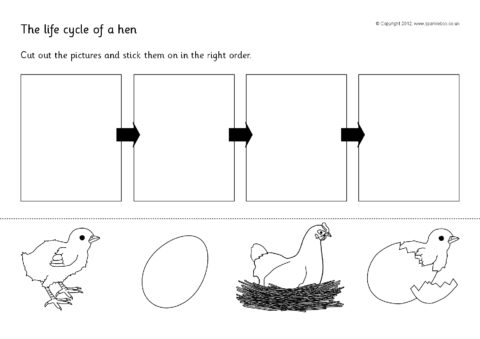 Hen Life Cycle Cut and Stick (SB2430) - SparkleBox
