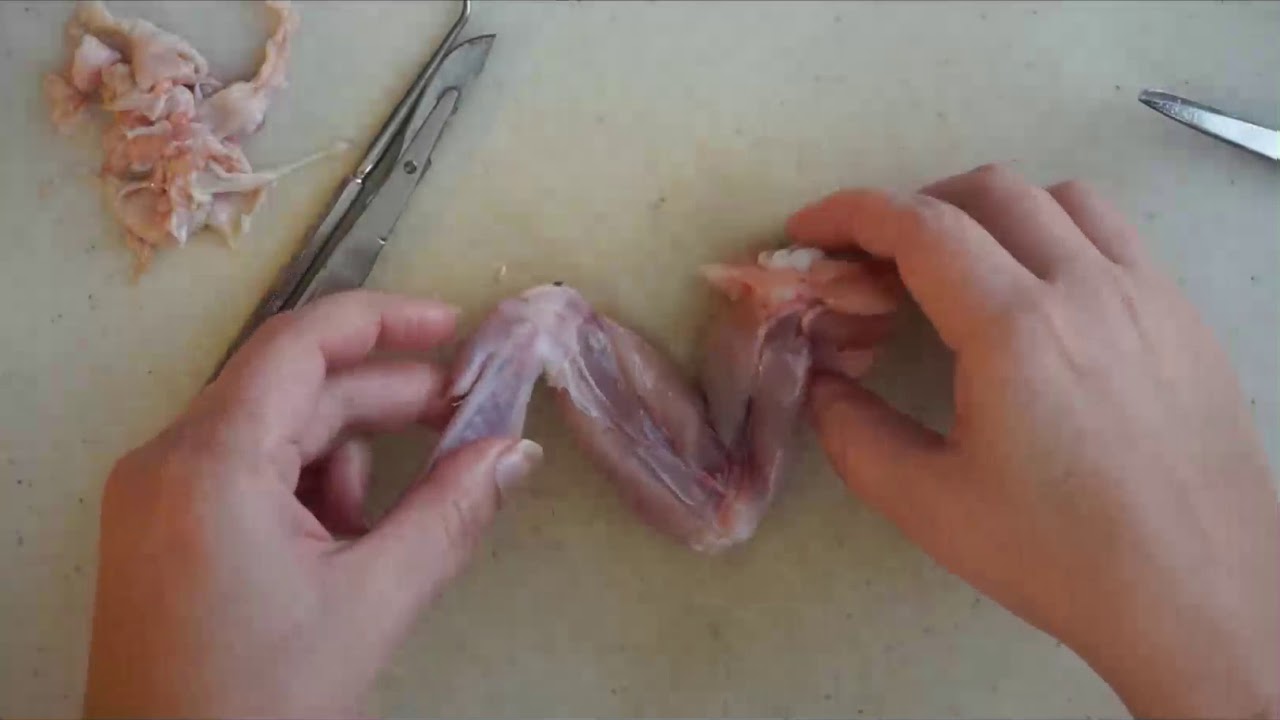 Chicken Wing Dissection for Skeletal &  Muscular Systems