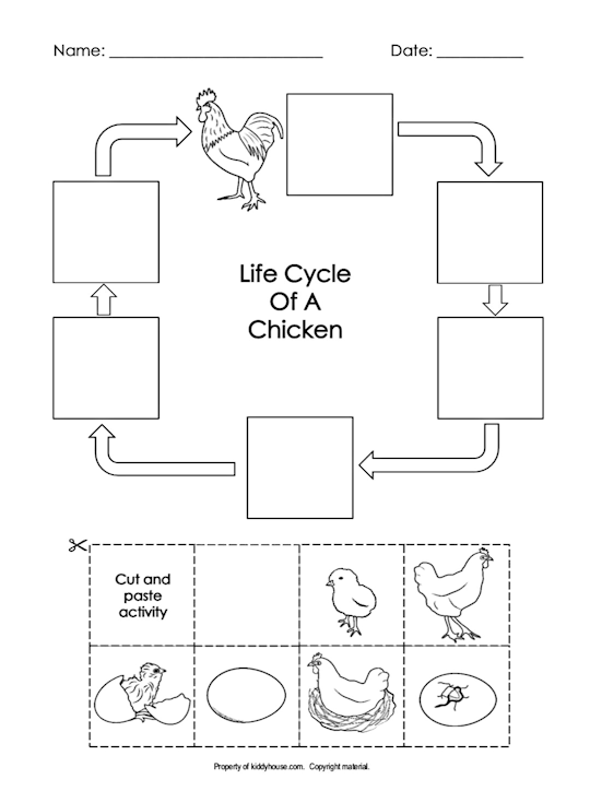 Chicken Worksheets | kiddyhouse.com