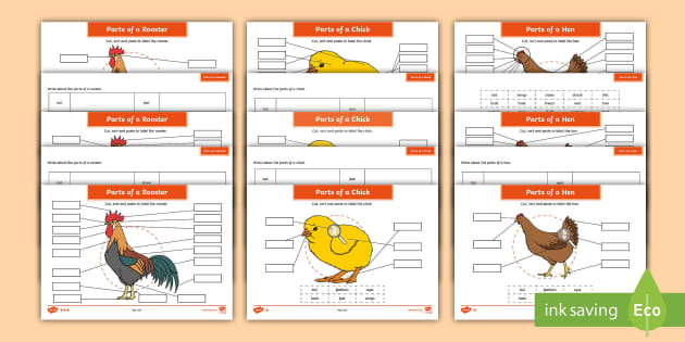 Parts of a Chicken Differentiated Worksheets (teacher made)