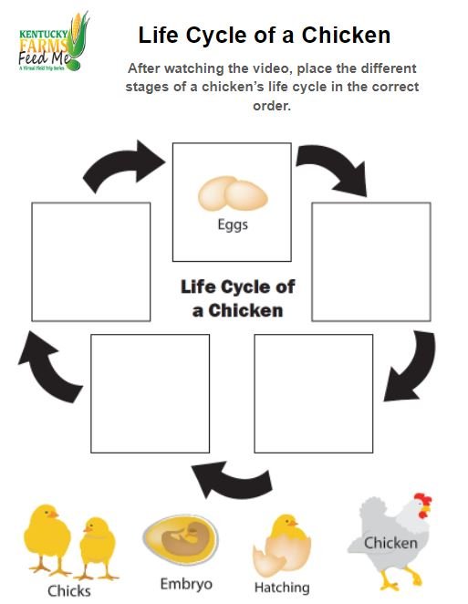 Life Cycle of a Chicken Worksheets — #TeachKyAg