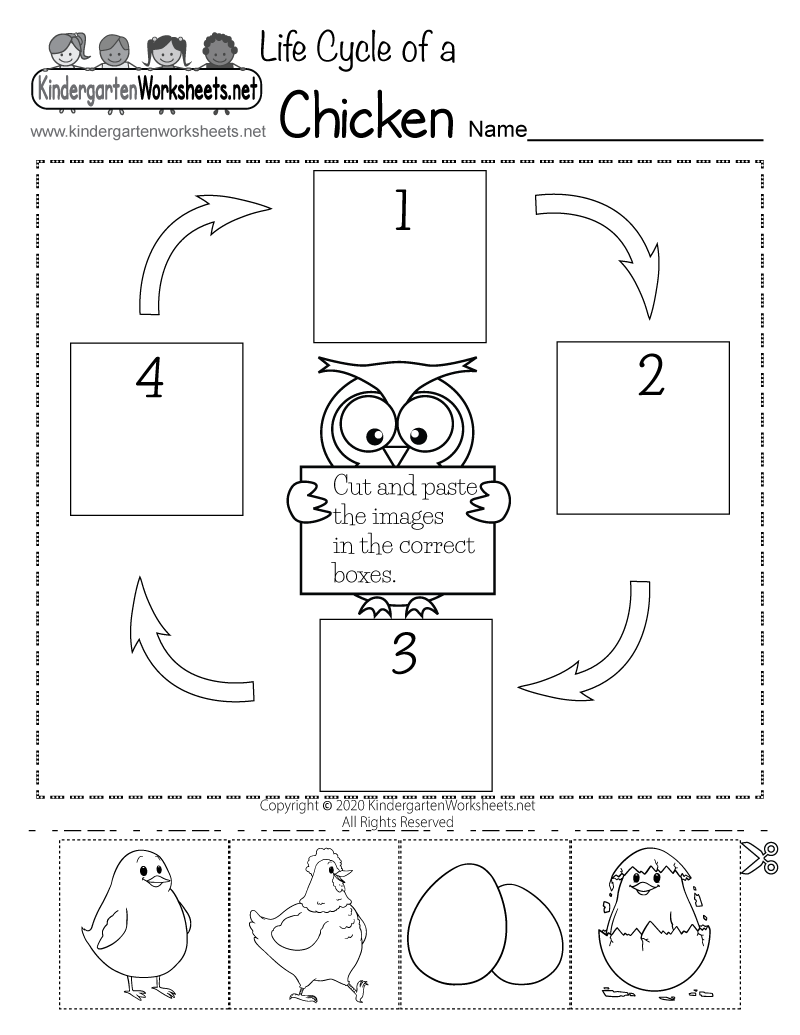 Life Cycle of a Chicken Worksheet - Free Printable, Digital, &  PDF