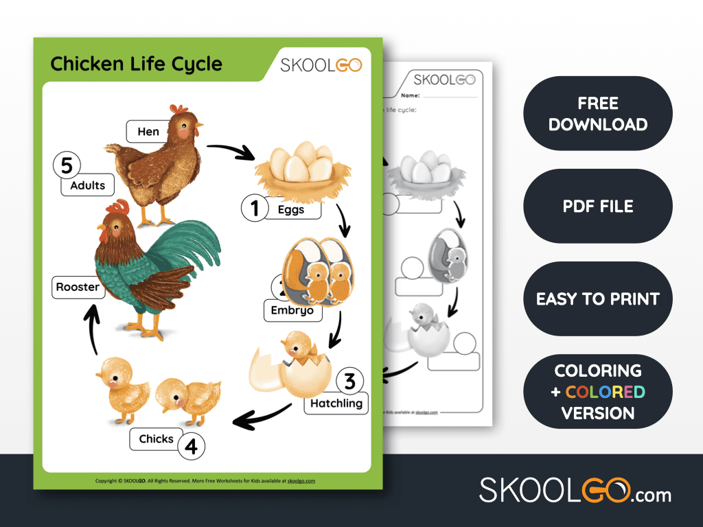 Chicken Life Cycle - Free Worksheet - SKOOLGO