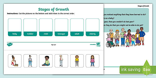 Stages of Growth Worksheet (teacher made) - Twinkl
