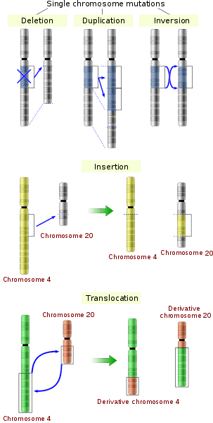 All Sorts of Mutations: Changes in the Genetic Code - Lesson ...