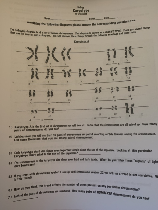 chromosome worksheet answers