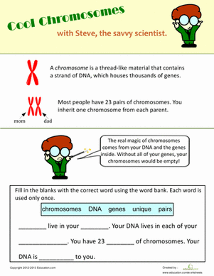 What is a Chromosome? | Worksheet 
