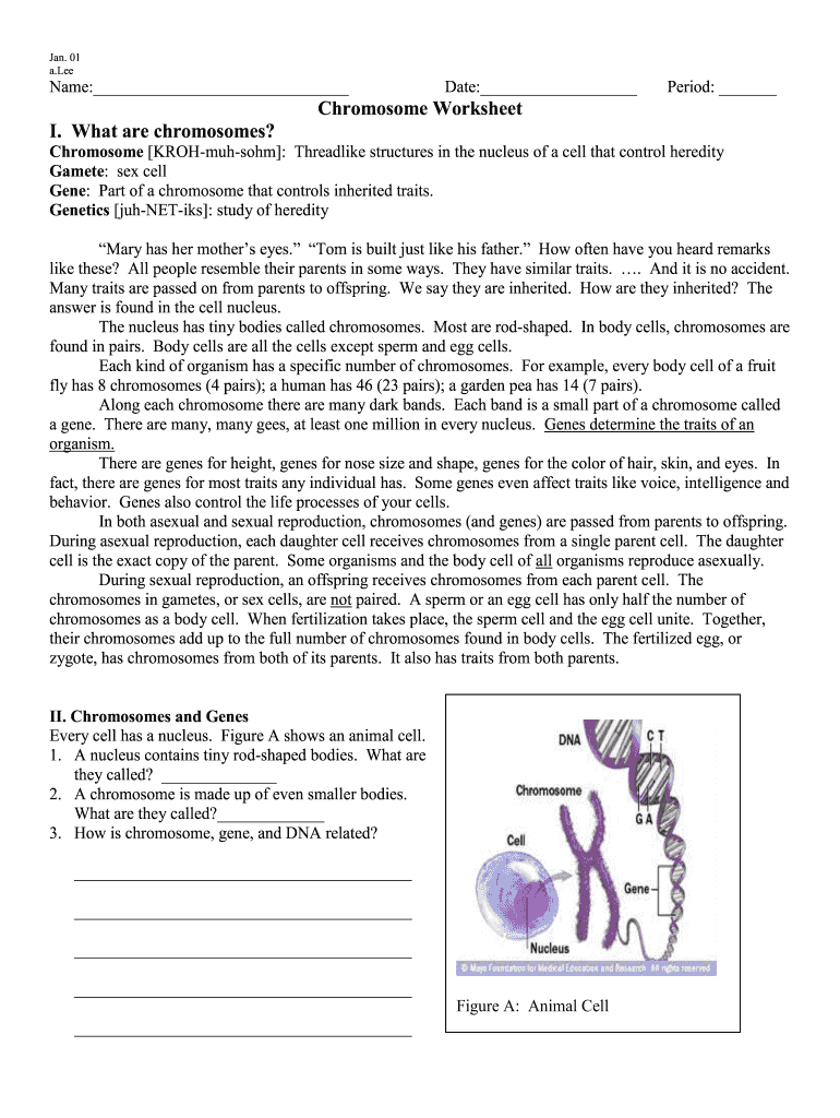 Chromosome Worksheet - Fill Online, Printable, Fillable, Blank ...