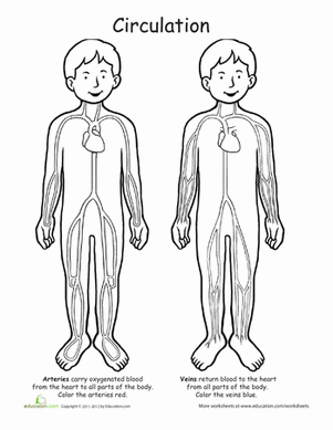 Circulation Station: Awesome Anatomy | Worksheet 