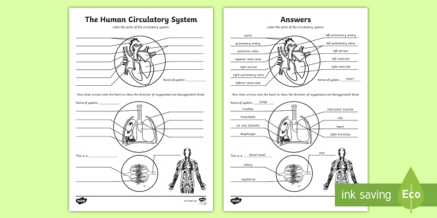 circulatory system labeling worksheet