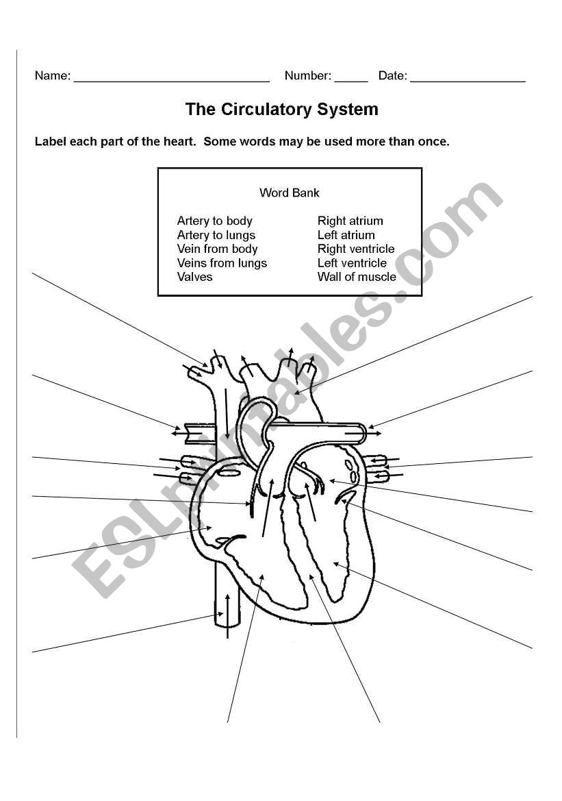 The Circulatory System - ESL worksheet by zeromeus