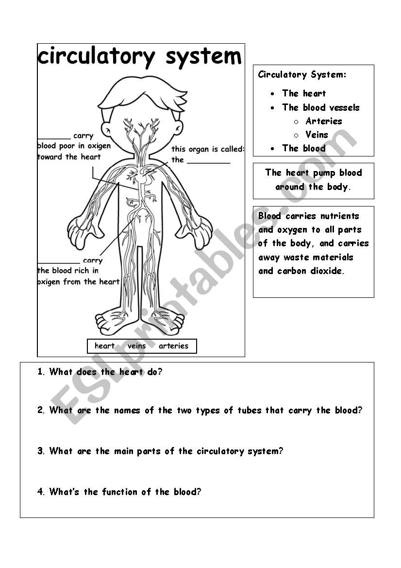 Circulatory System - ESL worksheet by Teacher Claudia M.
