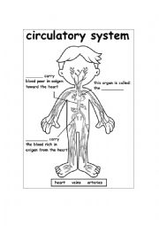 Circulatory System - ESL worksheet by andy9e
