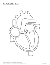 circulatory system printable worksheet