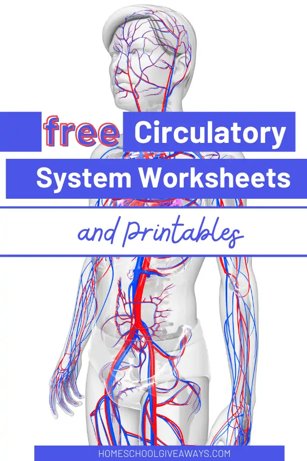 circulatory system printable worksheet