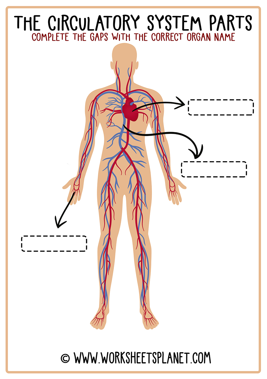 Circulatory System for Kids (Diagram + Theory + Vocabulary)
