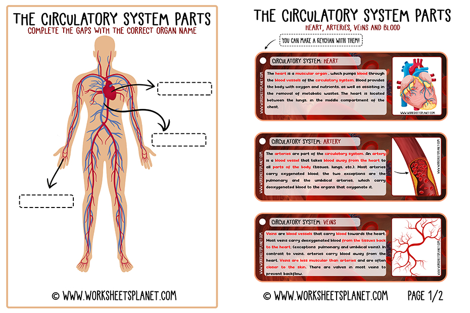 Circulatory System for Kids (Diagram + Theory + Vocabulary)