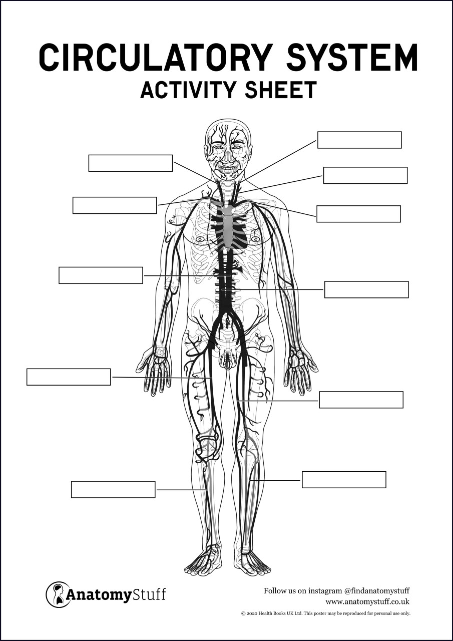 Circulatory System Anatomy Activity Sheet PDF