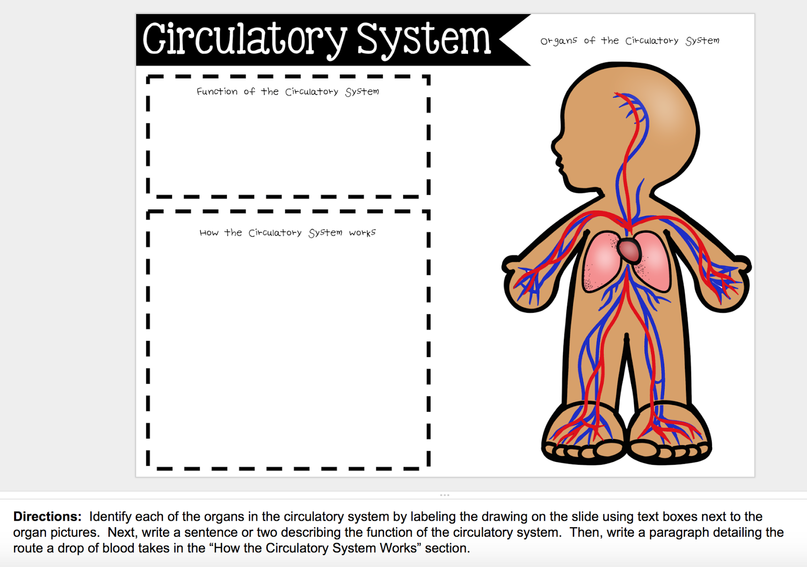 Circulation and Respiration | Teaching in Room 6