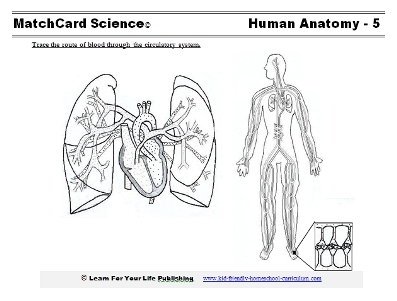 Circulatory System