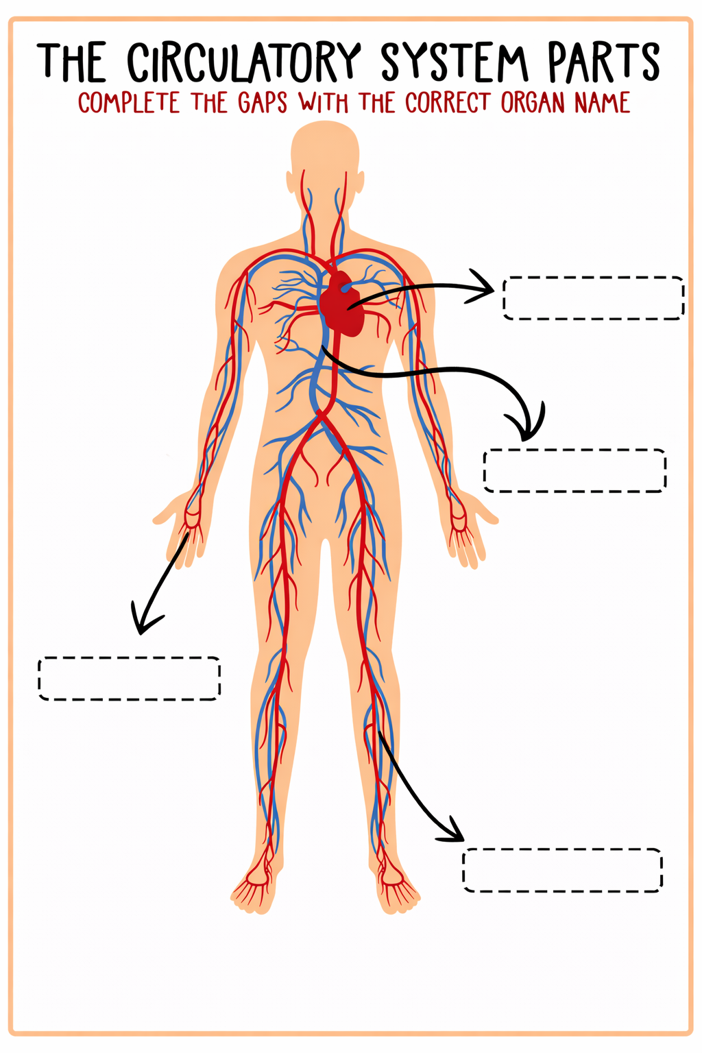 circulatory system worksheet kids