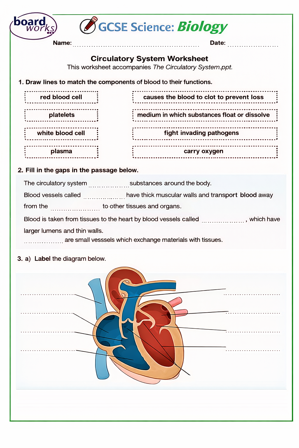 circulatory system worksheet kids