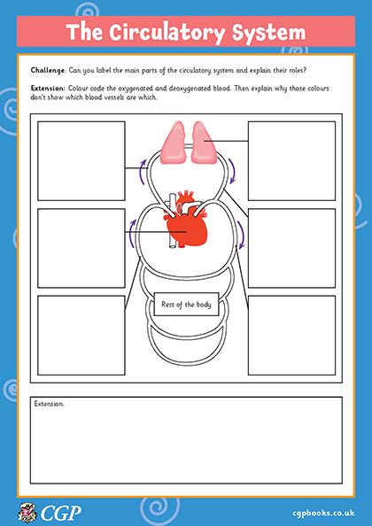 Label The Circulatory System (Year 6) | CGP Plus