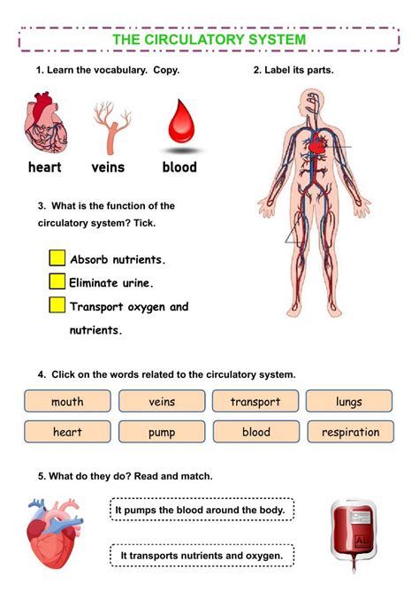 circulatory system worksheet kids