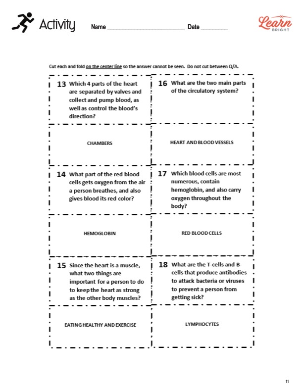 circulatory system worksheet kids