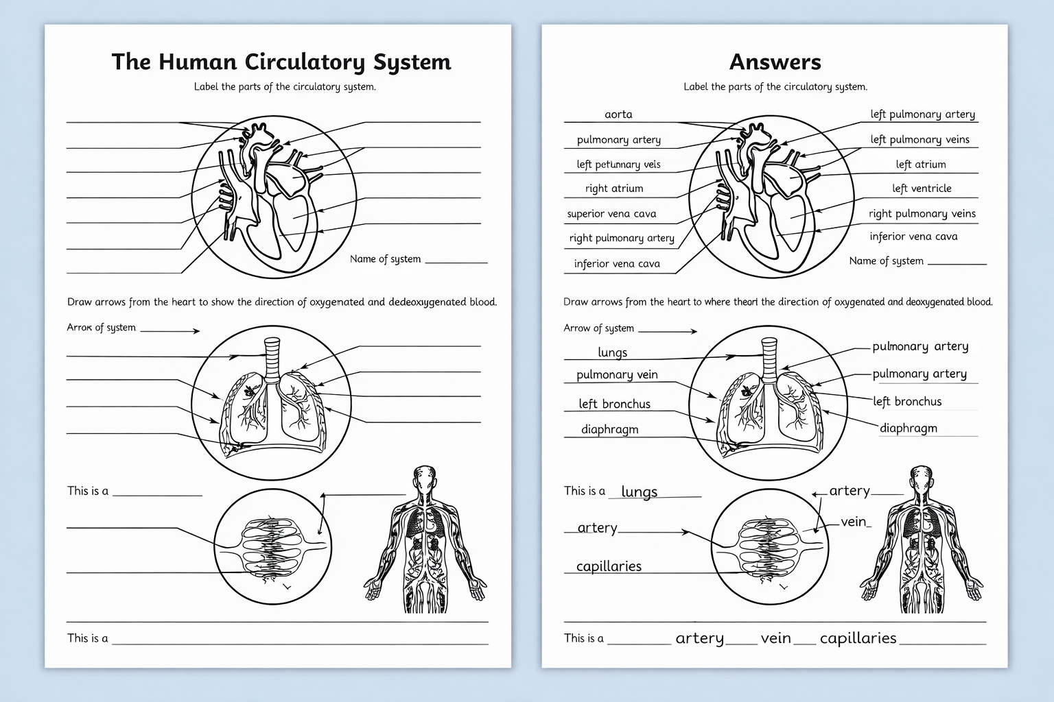 Human Body Overall Circulatory System Labelling Worksheet