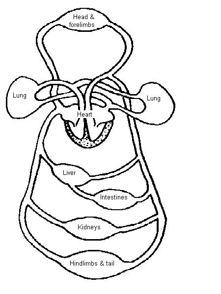 Circulatory System Worksheet - WikiEducator