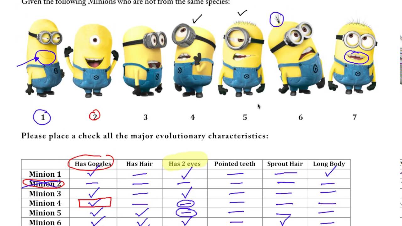 AP Biology - Cladogram Practice with Minions