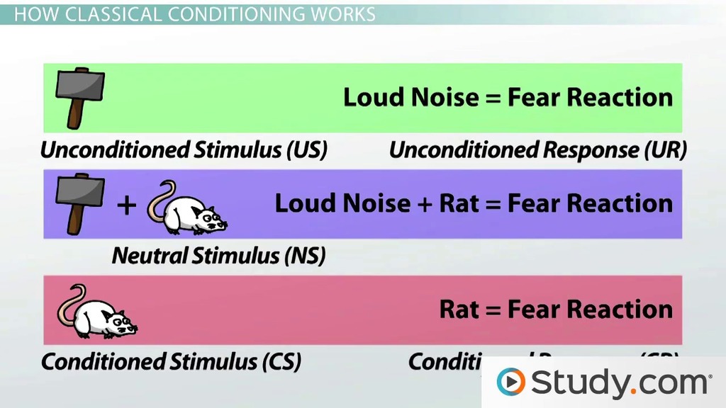 Classical Conditioning | Definition, Principles &  Examples Video