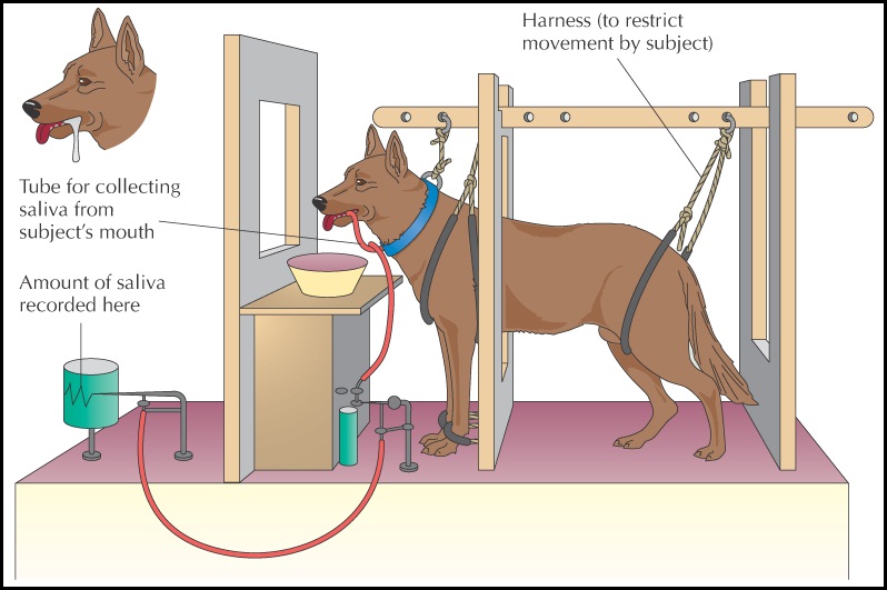 classical conditioning education