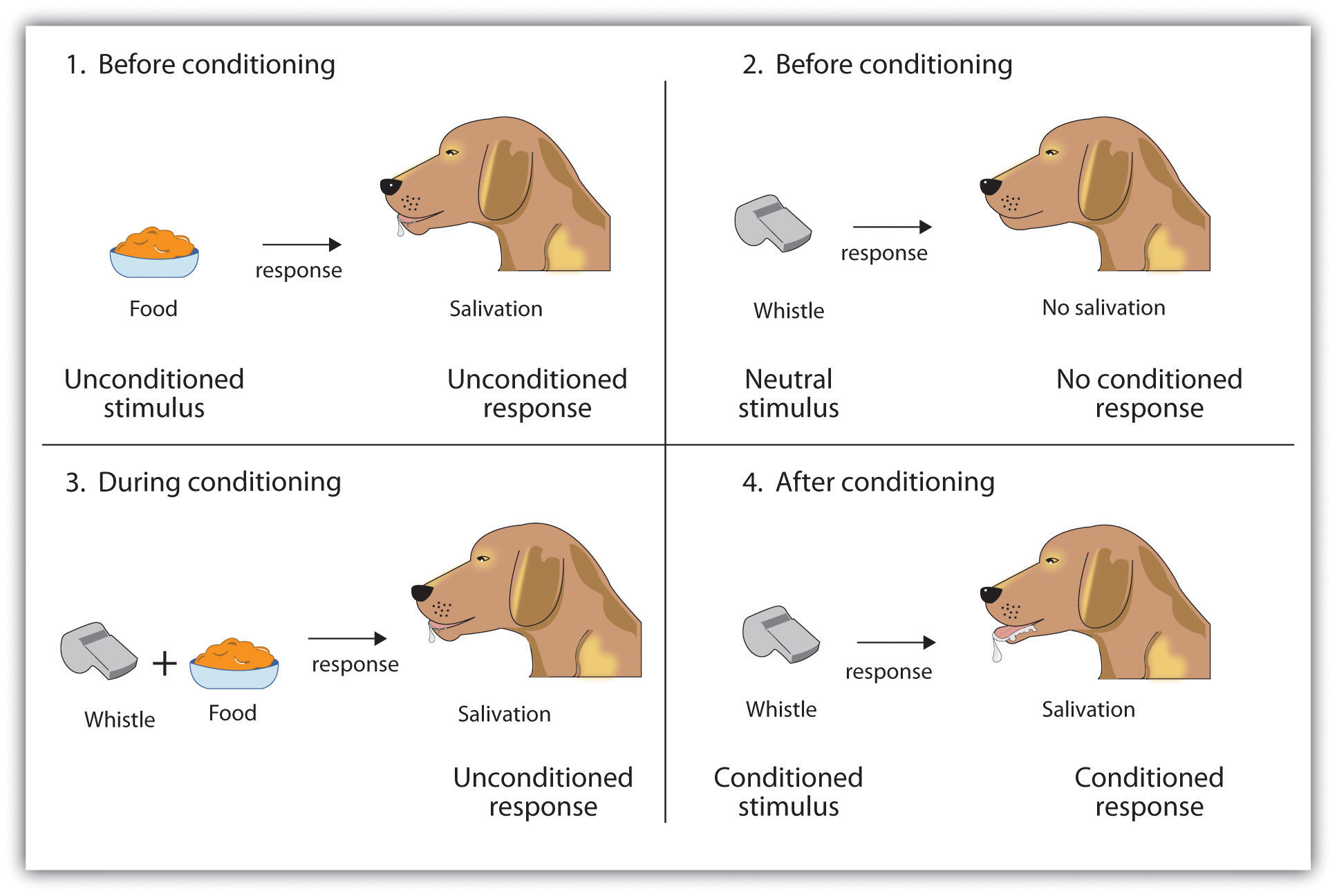 8.1 Learning by Association: Classical Conditioning - Introduction ...