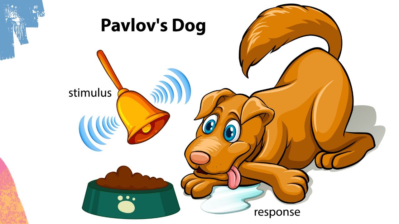 Pavlovs Dog experiment | Classical conditioning theory | Respondent  conditioning