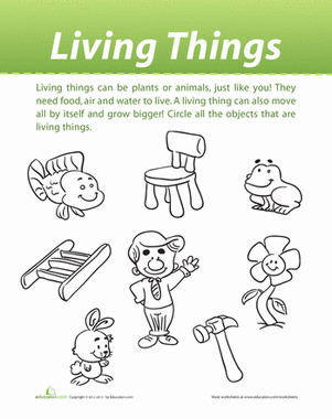 Classification of Living Things | Worksheet 