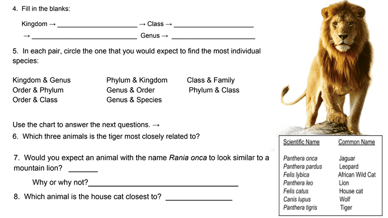 classification worksheet for middle school