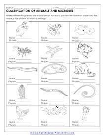 classifying worksheet for middle school