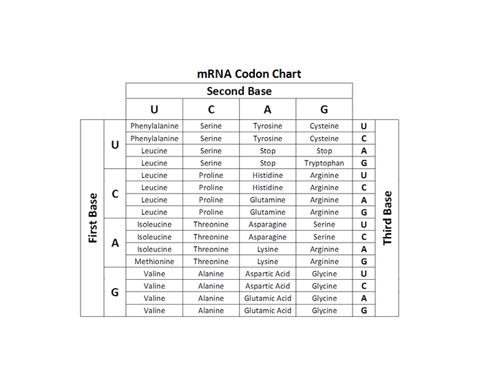 Free codon chart worksheet answer key, Download Free codon chart worksheet answer key png images