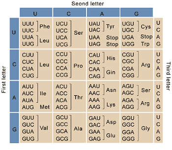 Quiz &  Worksheet - DNA &  Amino Acid Coding | Study.com
