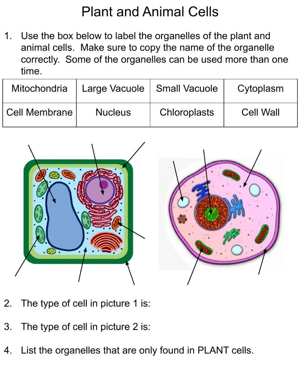 Download And Print Animal Cell Free Printable Free PDF 