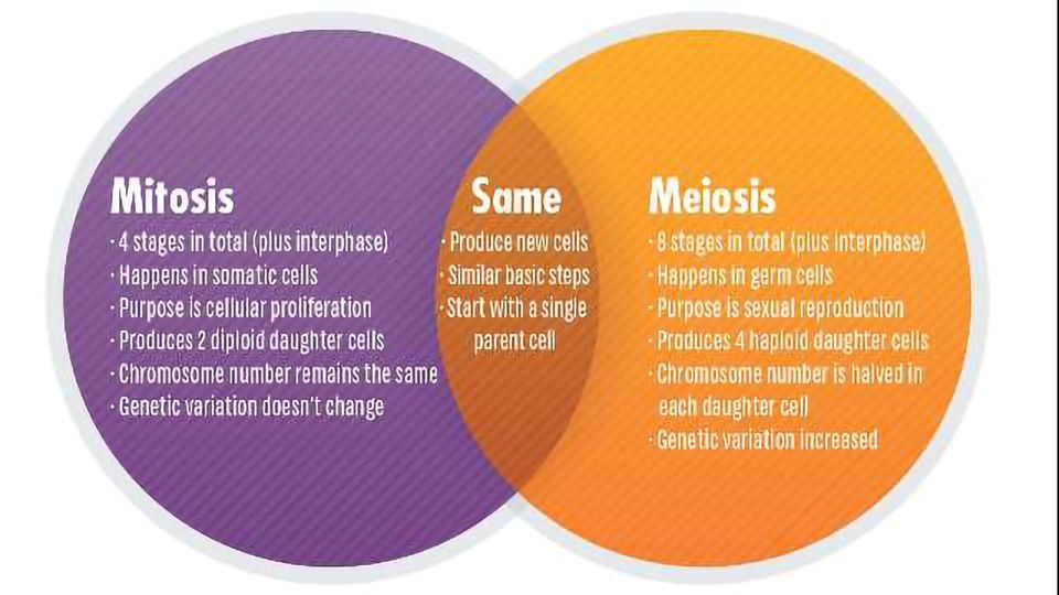 comparing mitosis and meiosis worksheet answers