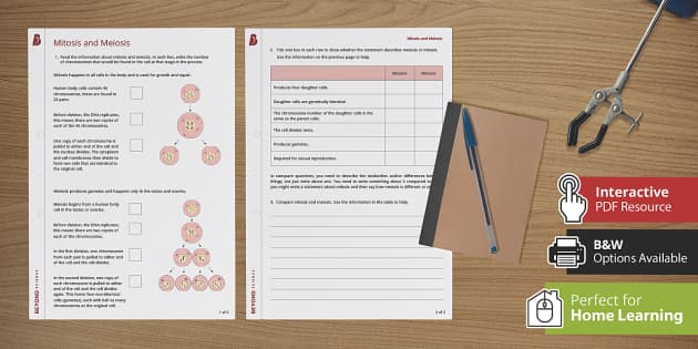 comparing mitosis and meiosis worksheet answers