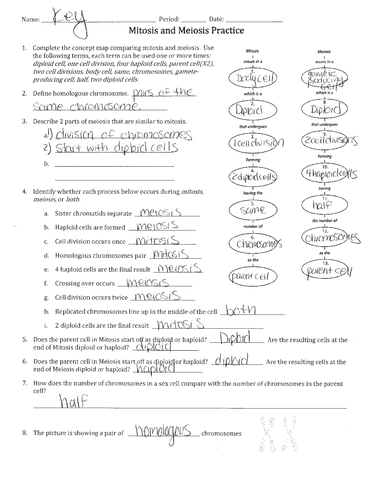 comparing mitosis and meiosis worksheet key