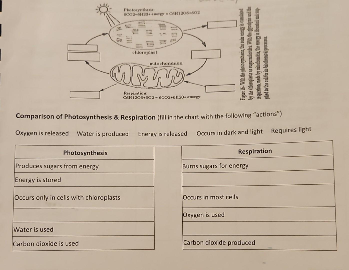 Solved Comparison of Photosynthesis & Respiration (fill in