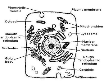 comparing plant and animal cells worksheet
