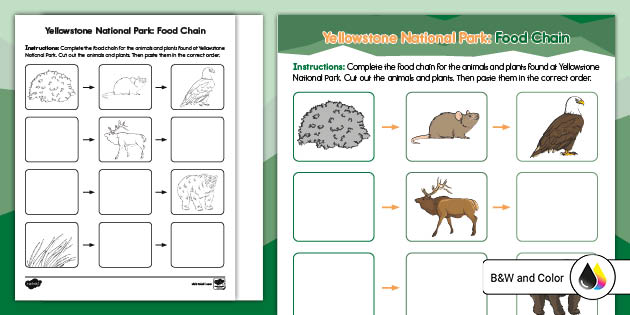complete the food chain worksheet