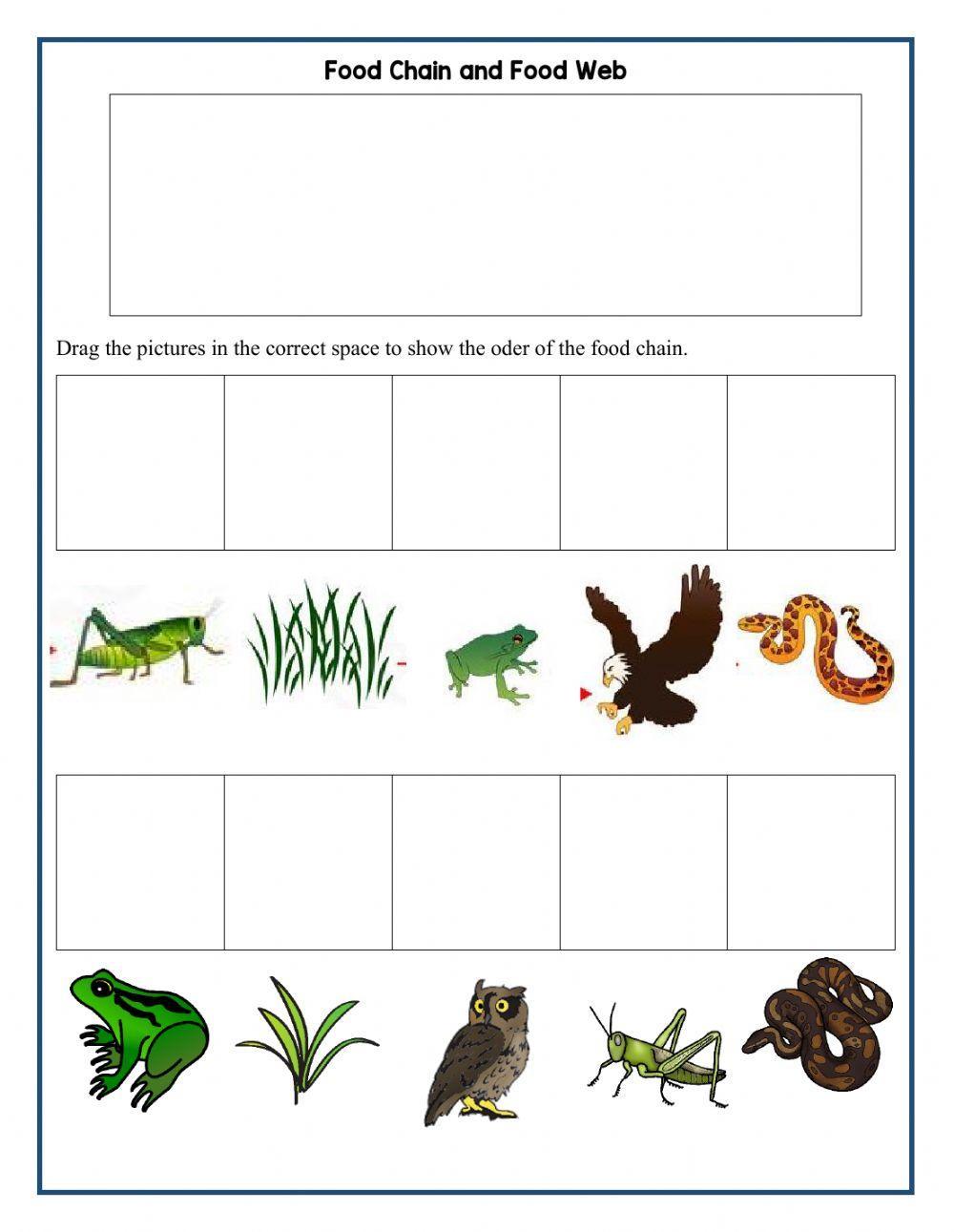 Food Chain And Web Worksheets Free Customizable Templates Worksheets 